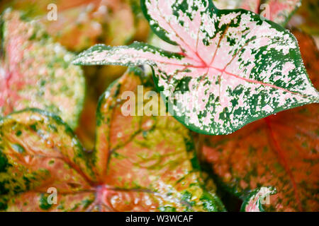 Nahaufnahme von caladium Blätter Stockfoto