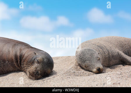 Galapagos Seelöwen Welpen liegen schlafen im Sand liegen auf Strand Galapagos Inseln Stockfoto