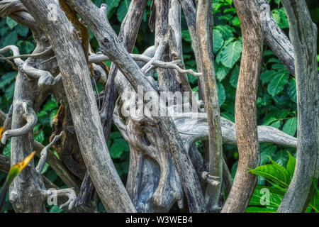 Dieses einzigartige Bild zeigt die rustikale Zweige eines Baumes und im Hintergrund die üppig grüne Natur. Dieses Foto wurde auf den Malediven genommen Stockfoto