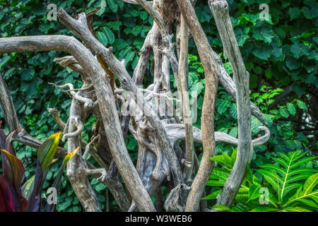 Dieses einzigartige Bild zeigt die rustikale Zweige eines Baumes und im Hintergrund die üppig grüne Natur. Dieses Foto wurde auf den Malediven genommen Stockfoto