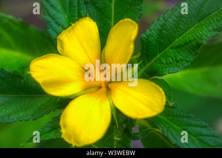 Dieses einzigartige Foto zeigt einen schönen gelben exotischen Blume. Dies war in der Mitte eine Insel der Malediven fotografiert. Stockfoto