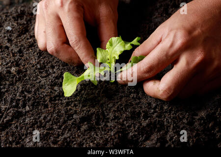 In der Nähe von Farmer hand Pflanzen spriessen (grüne Eiche Kopfsalat) in fruchtbaren Boden. Stockfoto