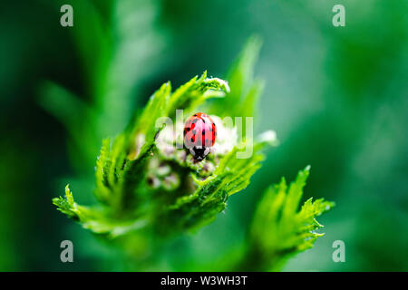 Makro der Marienkäfer auf Blüte Stockfoto