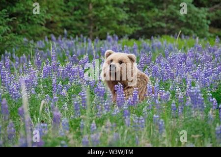 In der Nähe von Silver Salmon Creek Lodge in Lake Clark National Park genommen Stockfoto