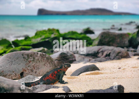 Galapagos Inseln Weihnachten Iguana auf in der wunderschönen Natur Landschaft am Espanola Island. Männliche Marine Iguana. Fantastische Tier- und Pflanzenwelt und Natur auf Galapagos, Ecuador, Südamerika. Stockfoto