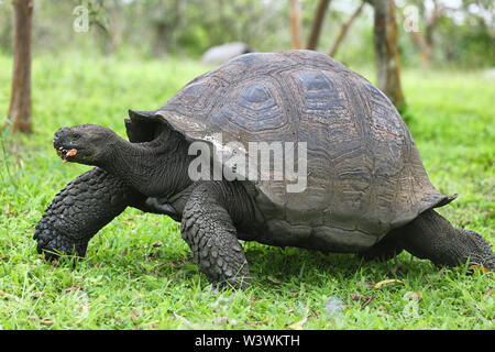 Galapagos Riesenschildkröte langsam auf der Insel Santa Cruz auf den Galapagos Inseln. Tiere, Natur und Tierwelt Natur Nahaufnahme der Schildkröte in der Stockfoto