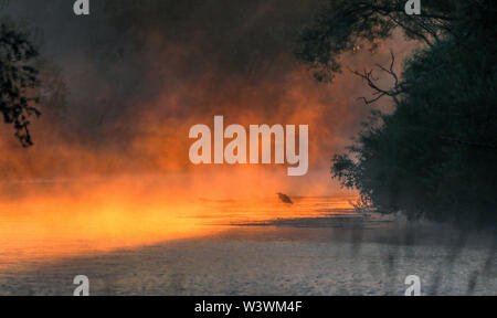 Riedlingen, Deutschland. 18 Juli, 2019. Ein Graureiher steht kurz nach Sonnenaufgang in der Donau mitten in rötlichen Bodennebel. Foto: Thomas Warnack/dpa/Alamy leben Nachrichten Stockfoto
