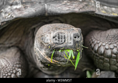 Galapagos Riesenschildkröte essen Gras auf der Insel Santa Cruz in Galapagos Inseln. Galapagos Schildkröten sind ikonisch zu und fand nur Galapagos. Die Tiere, die Natur und die Tierwelt von Galapagos Inseln. Stockfoto