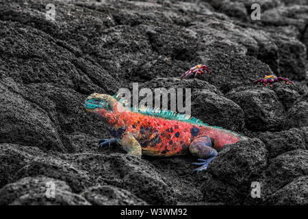 Weihnachten Leguan am Espanola Insel auf Galapagos Inseln. Männliche Marine iguana mit Sally Lightfoot Krabben im Hintergrund. Fantastische Tier- und Pflanzenwelt und Natur auf Galapagos, Ecuador, Südamerika. Stockfoto