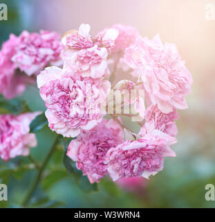 Bush mit Rosen blass rosa Blüten an einem Sommerabend, in der Nähe Stockfoto