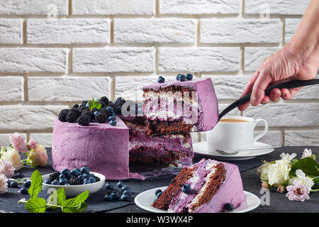 Einer Frau mit einem Kuchen Spachtel mit einem Teil der Blaubeere und Blackberry Schokolade Biskuit mit Frischkäse geschichtet. eine Mauer und einer Tasse t Stockfoto