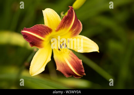Eine rote und gelbe Hemerocallis Daylilie Hybride in der Sorte Jean, blüht in einem Sommergarten. Stockfoto