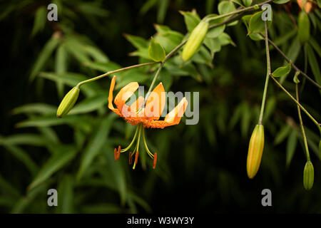 Lilium superbum, bekannt als Turk's Cap Lily, Turban Lilie, Sumpflilie, Lilie Royal, oder American Tigerlilie, eine echte Lilie aus Nordamerika. Stockfoto