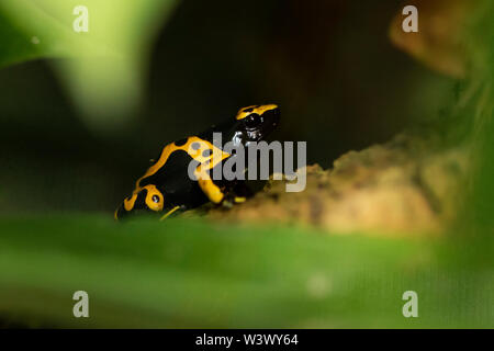 Gelbbänderiger Giftpfeilfrosch (Dendrobates leucomelas), auch bekannt als Gelbkopf-Giftpfeilfrosch oder Hummel-Giftfrosch, aus Südamerika. Stockfoto