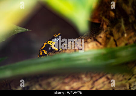 Gelbbänderiger Giftpfeilfrosch (Dendrobates leucomelas), auch bekannt als Gelbkopf-Giftpfeilfrosch oder Hummel-Giftfrosch, aus Südamerika. Stockfoto