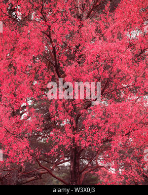 Surreale alternative Farbe vibrant Wald Wald Herbst Landschaft Stockfoto