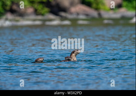 Glatte beschichtete Otter oder Lutrogale pers Familie spielen im blauen Wasser des ramganga Flusses an Jim Corbett National Park, uttarakhand, Indien Stockfoto