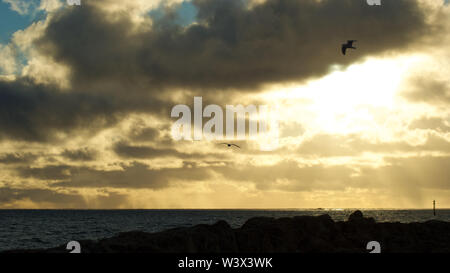 Möwen fliegen vor dem Platzen Licht der untergehenden Sonne und Kaltfront Wolken Rolle in auf der westlichen Küste Australiens Stockfoto
