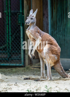 Red Kangaroo, Macropus Rufus in einem deutschen Zoo Stockfoto