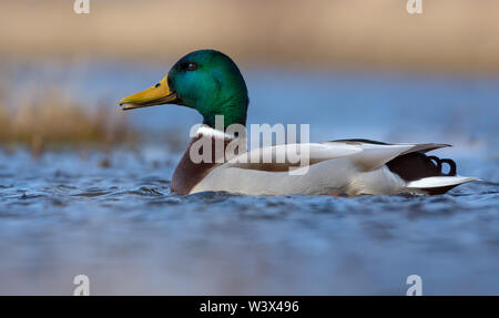 Männliche Stockente schwimmt mit offenem Schnabel wie die pecten Platten können auf blauen Wasser des kleinen Fluss oder See gesehen werden. Stockfoto