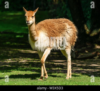 Vicunas, Vicugna Vicugna, Angehörigen der Llama Stockfoto