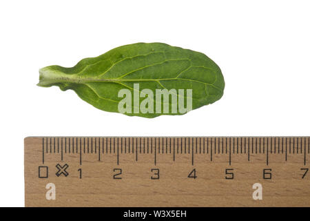 Günsel, Kriechender Günsel, Ajuga reptans, bugle, blau Bugle, bugleherb, bugleweed, bungleweed carpetweed, Teppich, gemeinsame Bugle, La bugle rampante. Bl Stockfoto