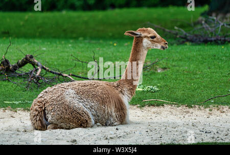 Vicunas, Vicugna Vicugna, Angehörigen der Llama Stockfoto