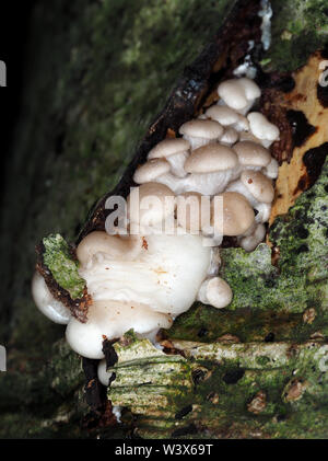 Sehr junge austernpilzen (Pleurotus sp.) Die wachsende Aus faulenden Baum in einem Wald Stockfoto