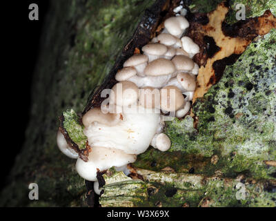 Sehr junge austernpilzen (Pleurotus sp.) Die wachsende Aus faulenden Baum in einem Wald Stockfoto