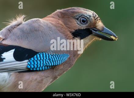 Eurasischen jay schließen Portrait mit einem giftigen Bug im Schnabel Stockfoto