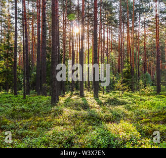 Sonnenlicht auf Bäume in einem Kiefernwald bei Sonnenuntergang. Sommer Natur Landschaft. Stockfoto