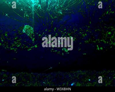 Leuchtenden Baum Stockfoto