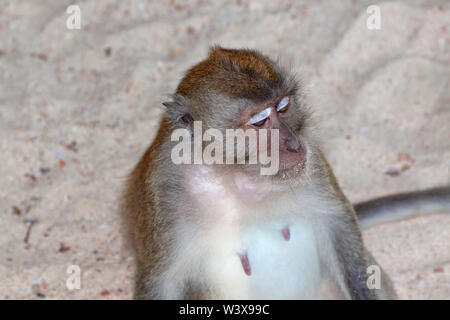 Krabbe - Essen Makaken (Macaca fascicularis), auch bekannt als die Long-tailed macaque, ist ein cercopithecine Primas in Südostasien. Stockfoto