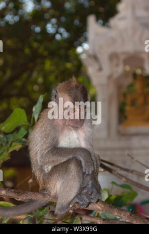 Krabbe - Essen Makaken (Macaca fascicularis), auch bekannt als die Long-tailed macaque, ist ein cercopithecine Primas in Südostasien. Stockfoto