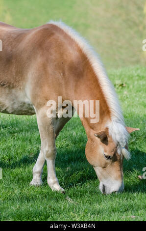 Equus ferus caballus, Weidetiere Haflinger oder Avelignese Pferde auf einer Weide in Bayern, Deutschland Stockfoto