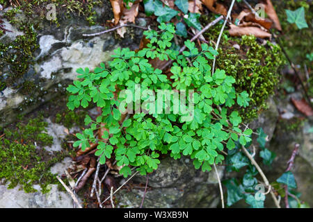 Eine gelbe Corydalis (Pseudofumaria lutea) Pflanze wachsen in der Kalkfelsen, Derbyshire, England, Großbritannien Stockfoto