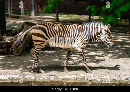 Hartmann's Mountain Zebra, Equus zebra hartmannae. Eine gefährdete Zebra Stockfoto