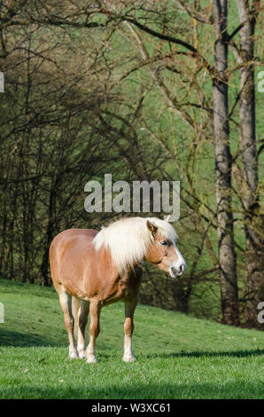 Equus ferus caballus, Weidetiere Haflinger oder Avelignese Pferde auf einer Weide in Bayern, Deutschland Stockfoto