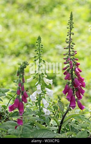 Fingerhut, Digitalis purpurea, wild wachsenden Stockfoto