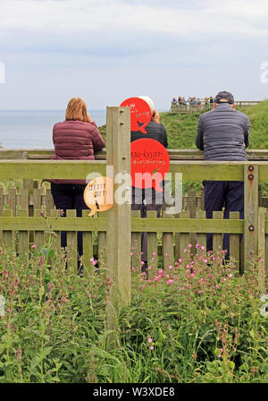 Besucher Blick heraus für nistende Vögel auf Bempton Cliffs Stockfoto