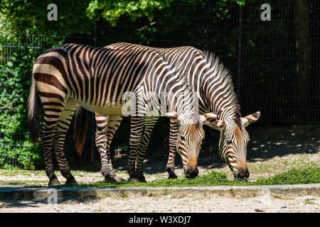 Hartmann's Mountain Zebra, Equus zebra hartmannae. Eine gefährdete Zebra Stockfoto