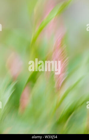 Smartweed verwischt durch Wind und Bewegung der Kamera ein malerisches Bild. Stockfoto