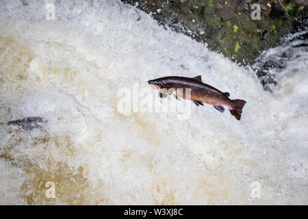 Lachs Salmo salar; Springen; fällt der Shin; Schottland; VEREINIGTES KÖNIGREICH Stockfoto