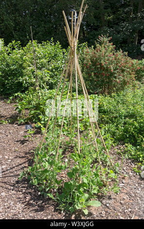 Bambusstöcke unterstützen süße Erbsenpflanzen (lathyrus odoratus) wachsen auf einem Zuchtring im Sommer England UK Vereinigtes Königreich GB Großbritannien Stockfoto