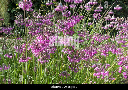 Nahaufnahme von rosa Allium cernuum ornamental zwiebeln Zwiebeln Allium Blumen Blüte im Sommer England Vereinigtes Königreich GB Großbritannien Stockfoto