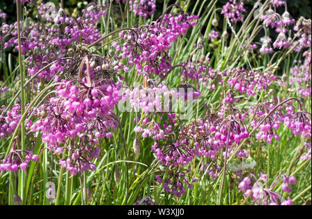 Nahaufnahme von rosa Allium cernuum ornamental zwiebeln Zwiebeln Allium Blumen Blüte im Sommer England Vereinigtes Königreich GB Großbritannien Stockfoto