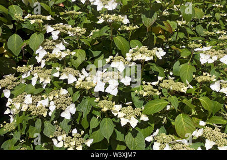 Nahaufnahme der Creme Lacecap Hortensia Blumen Blume (Hortensia macrophylla normalis) im Sommer England Großbritannien Großbritannien GB Großbritannien Stockfoto