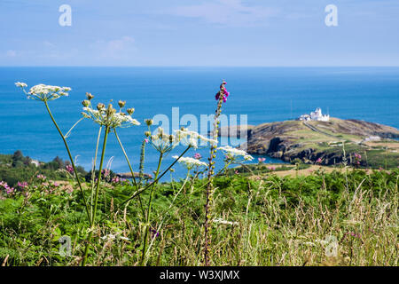 Blick auf Point Lynas/Trwyn Eilian und an der Küste bei Cow Petersilie und Wildblumen im Sommer. Llaneilian, Isle of Anglesey, North Wales, UK, Großbritannien Stockfoto