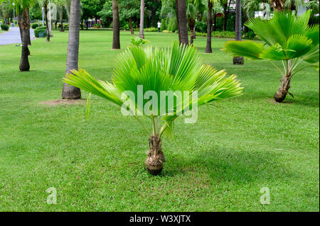 Kleine Palme im Garten Stockfoto