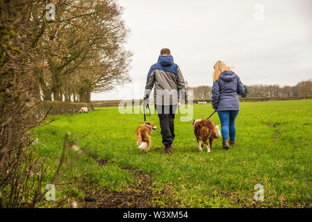 Paar Hunde an der Leine durch Ackerland UK Stockfoto